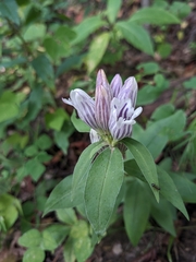 Showy gentian (Gentiana decora)