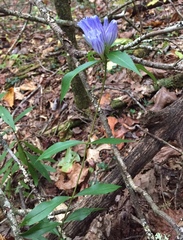 Showy gentian (Gentiana decora)