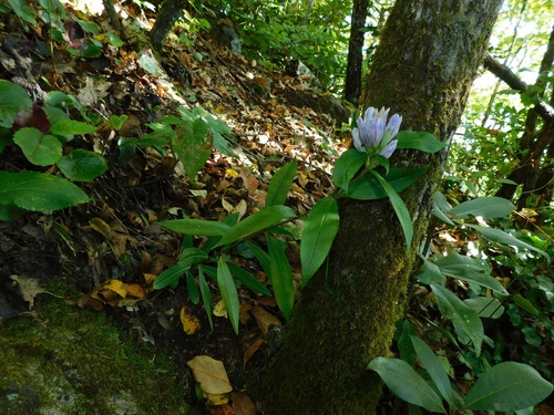 Showy gentian (Gentiana decora)