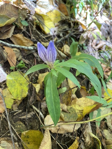 Showy gentian (Gentiana decora)