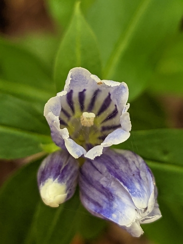 Showy gentian (Gentiana decora)