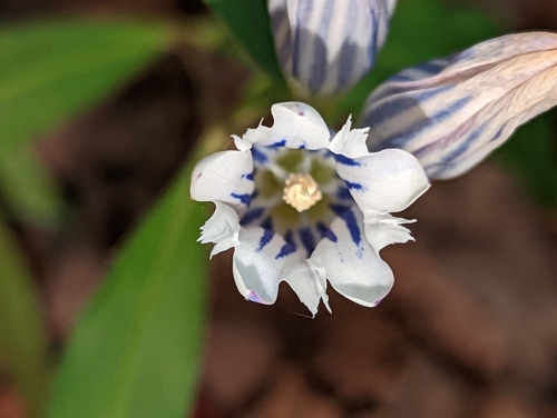 Showy gentian (Gentiana decora)