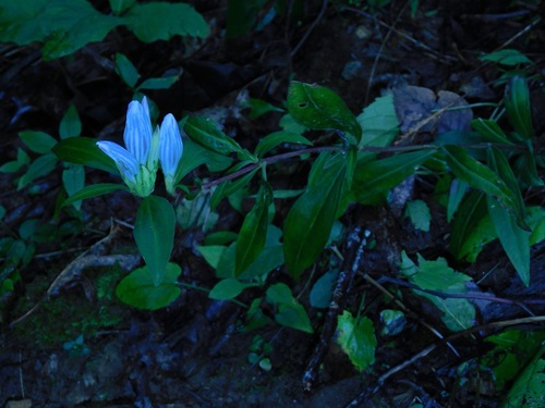 Showy gentian (Gentiana decora)