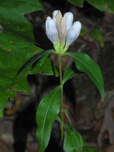 Showy gentian (Gentiana decora)