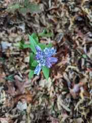 Showy gentian (Gentiana decora)