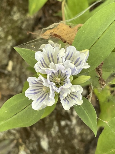 Showy gentian (Gentiana decora)