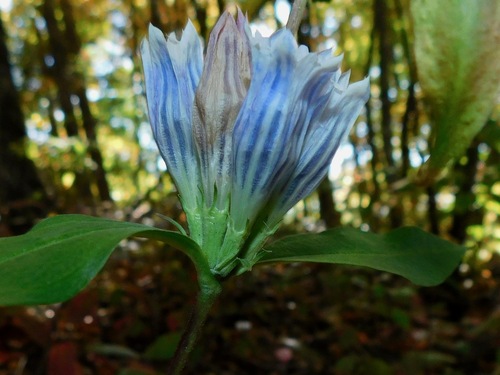 Showy gentian (Gentiana decora)