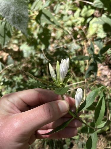 Showy gentian (Gentiana decora)