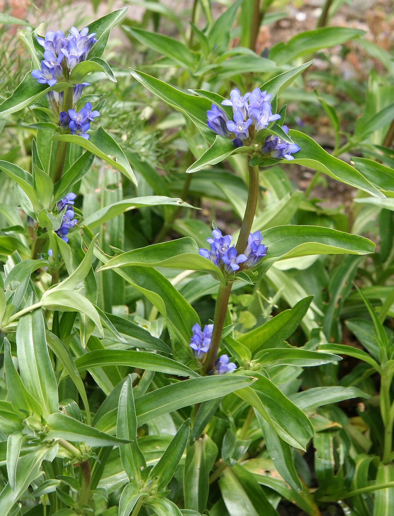 Gentiana decumbens: Gentiana decumbens im Botanischen Garten Dresden