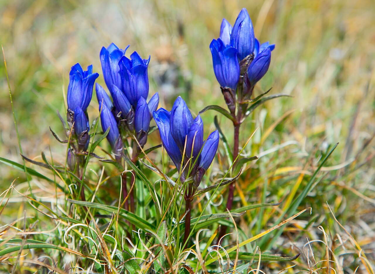 Gentiana decumbens: Gentiana decumbens in Kosh-Agach District, Altai Republic