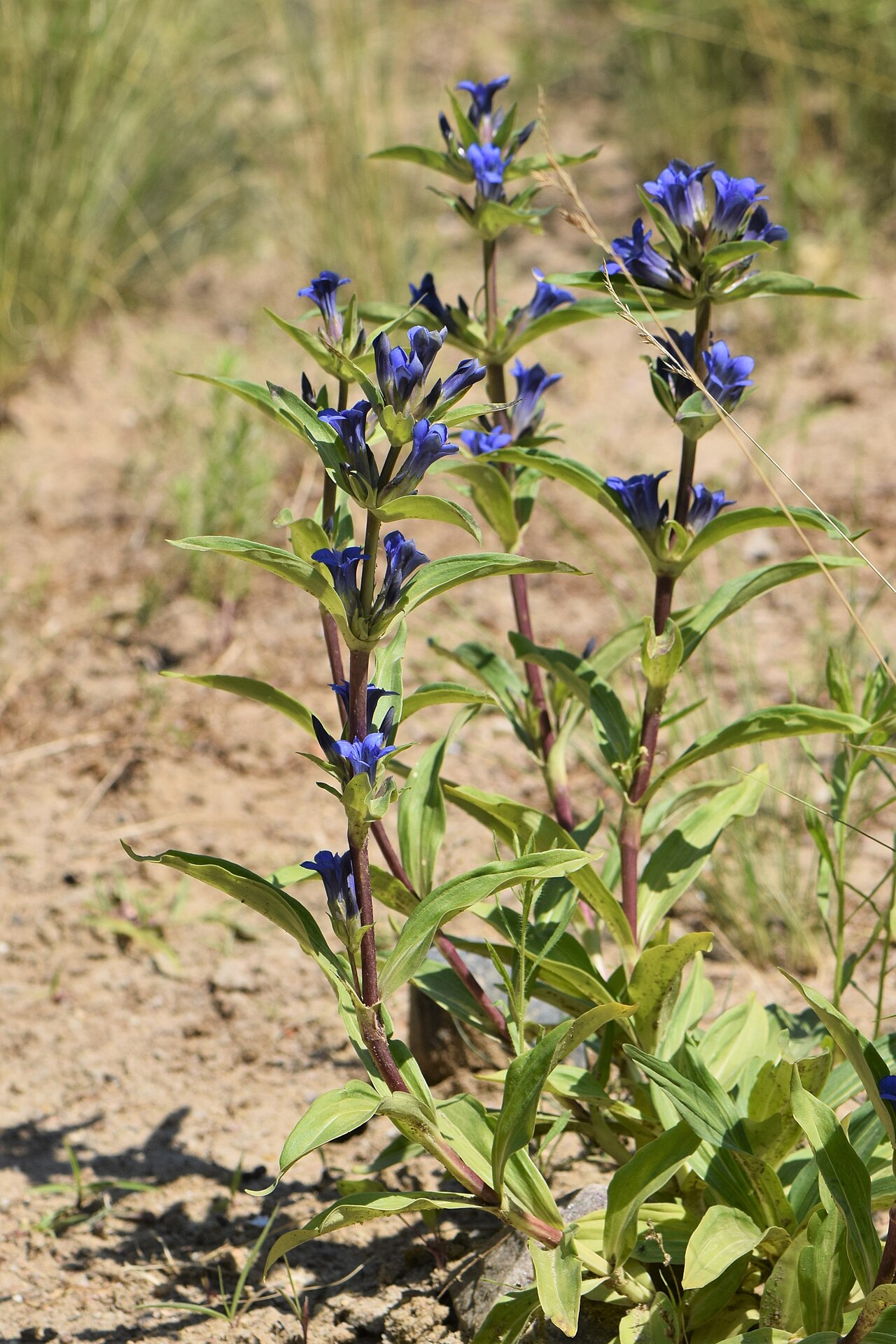 Gentiana decumbens: Gentiana decumbens in the Botanischer Garten, Berlin-Dahlem