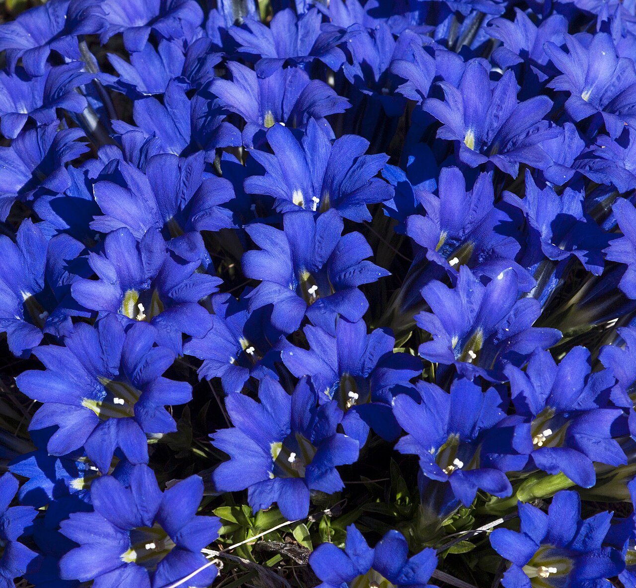 Gentiana decumbens: Gentiana decumbens in Kosh-Agach District, Altai Republic