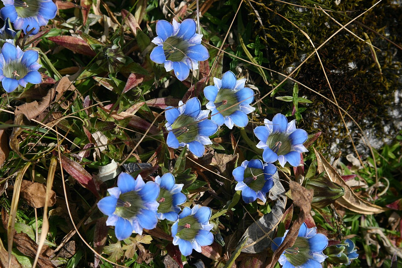 Gentiana depressa: Gentiana Depressa Growing at around 3500m in the Myagdi Khola valley near Dhaulagiri in Nepal