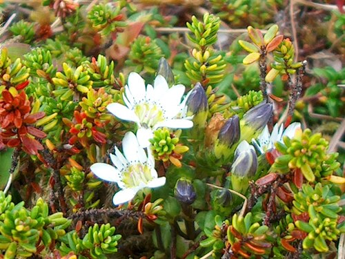 Swamp gentian: Scientific Name Gentiana douglasiana − Bong. Common Name Swamp Gentian Certainty positive ( notes ) Location Pacific Northwest; Vancouver Island; Cape Scott Dat