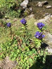Gentiana dschungarica (Gentiana dschungarica)