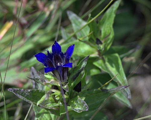Gentiana dschungarica (Gentiana dschungarica)