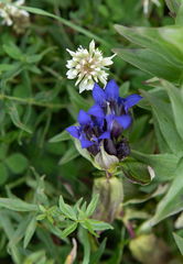 Gentiana dschungarica (Gentiana dschungarica)