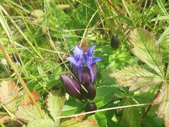 Gentiana dschungarica (Gentiana dschungarica)