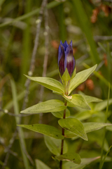 Gentiana dschungarica (Gentiana dschungarica)