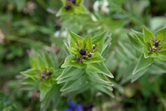 Gentiana dschungarica (Gentiana dschungarica)