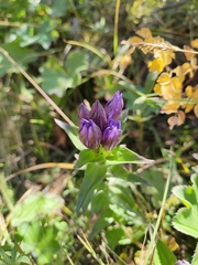 Gentiana dschungarica (Gentiana dschungarica)