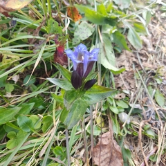 Gentiana dschungarica (Gentiana dschungarica)