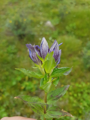 Gentiana dschungarica (Gentiana dschungarica)