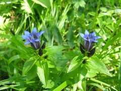 Gentiana dschungarica (Gentiana dschungarica)