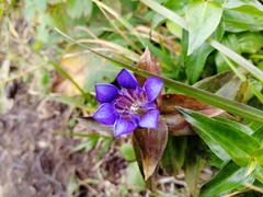 Gentiana dschungarica (Gentiana dschungarica)