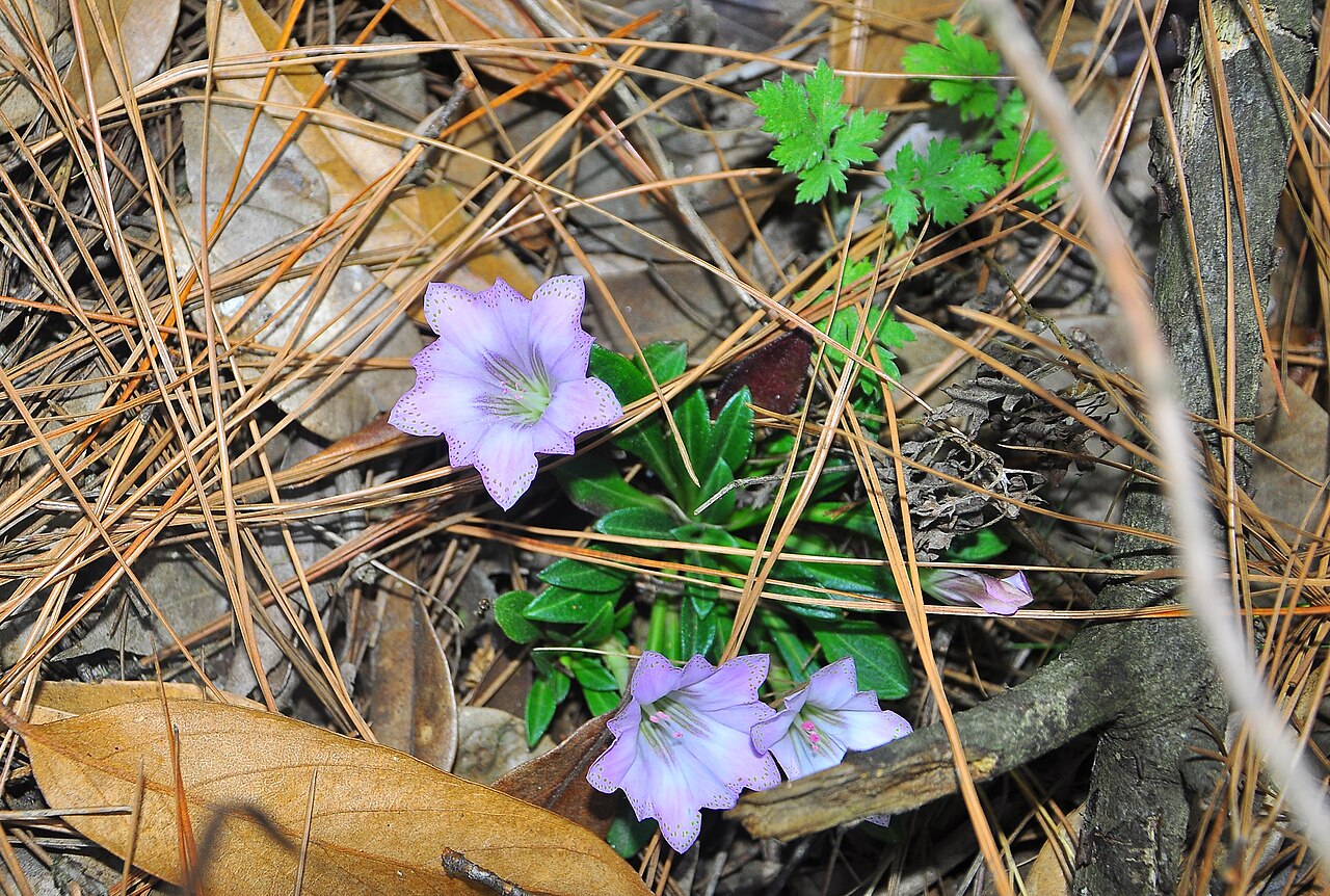 Gentiana duclouxii: 昆明龙胆(Gentiana duclouxii),于昆明市西北郊妙高寺附近拍摄的一种龙胆属植物,经与中国植物图像库( http://ppbc.iplant.cn/)中的图片比较,推定应该为昆明龙胆。