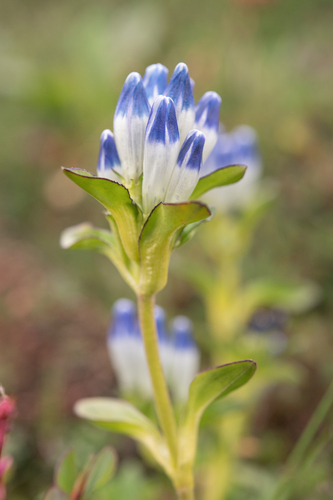 Gentiana elwesii (Gentiana elwesii)