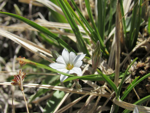 Moss gentian (Gentiana fremontii)
