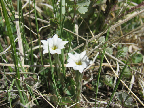 Moss gentian (Gentiana fremontii)