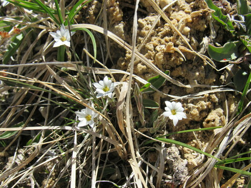Moss gentian (Gentiana fremontii)
