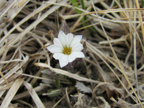 Moss gentian (Gentiana fremontii)
