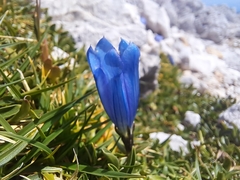 Karawanken gentian (Gentiana froelichii)