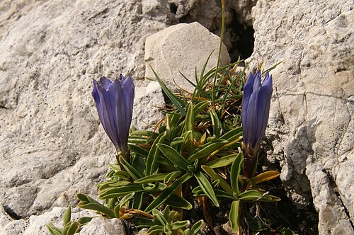 Karawanken gentian: Froelichov svišč na Srebrnem sedlu - Planjava.