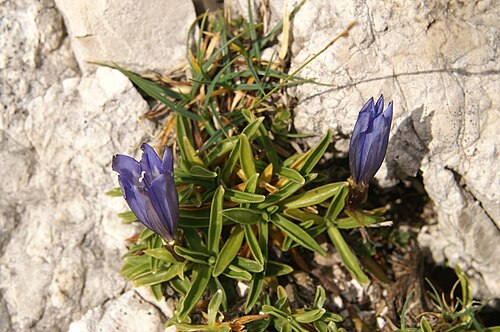 Karawanken gentian: Froelichov svišč na Srebrnem sedlu - Planjava.