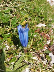 Karawanken gentian (Gentiana froelichii)