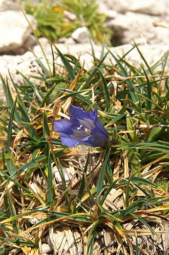 Karawanken gentian: Froelichov svišč na Srebrnem sedlu - Planjava.
