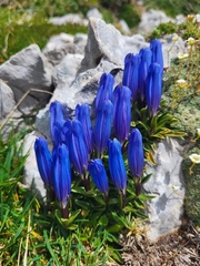 Karawanken gentian (Gentiana froelichii)