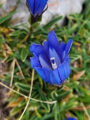 Karawanken gentian (Gentiana froelichii)
