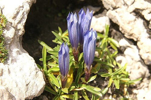 Karawanken gentian: Froelichov svišč na Srebrnem sedlu - Planjava.