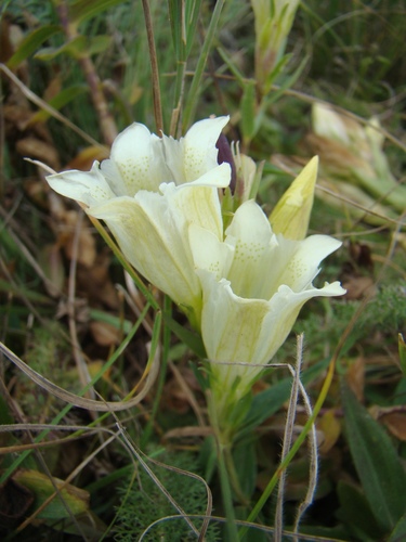 Gentiana gelida (Gentiana gelida)