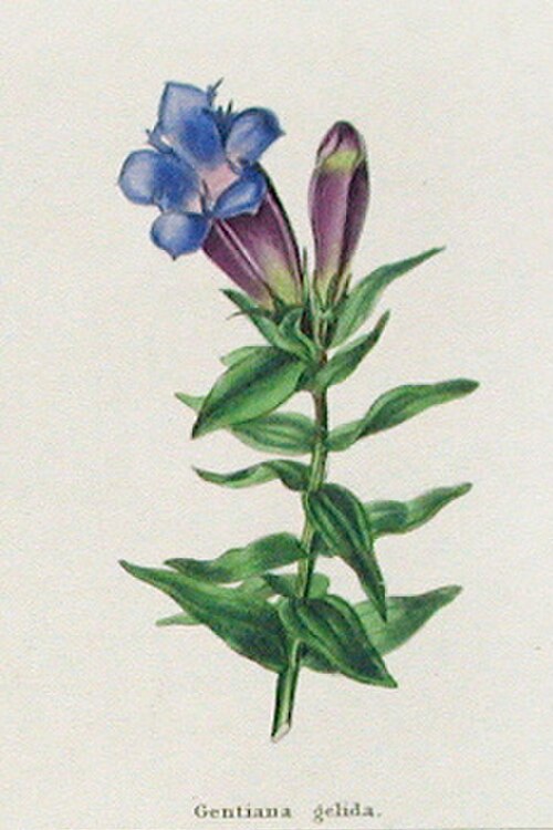 Gentiana gelida: {| class="messagebox" style="border:2px solid #ddd; clear: both; margin: 0.5em auto; text-align: center; width: 100%" lang="en" | class="noresize" style="paddin