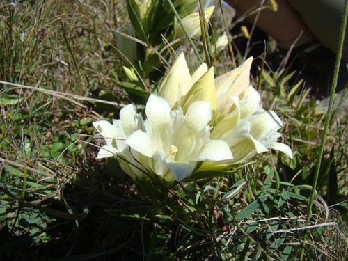 Gentiana gelida (Gentiana gelida)