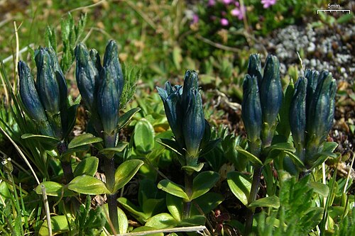 Pale gentian: Gentiana glauca