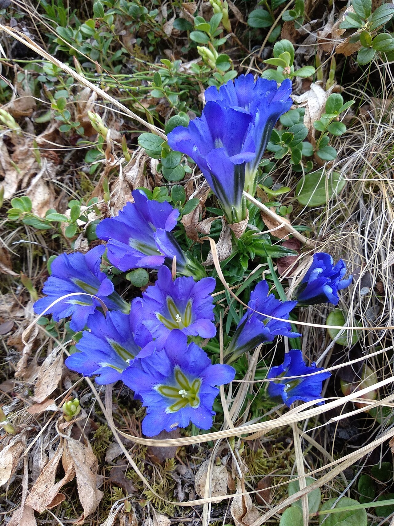 Gentiana grandiflora: Gentiana grandiflora