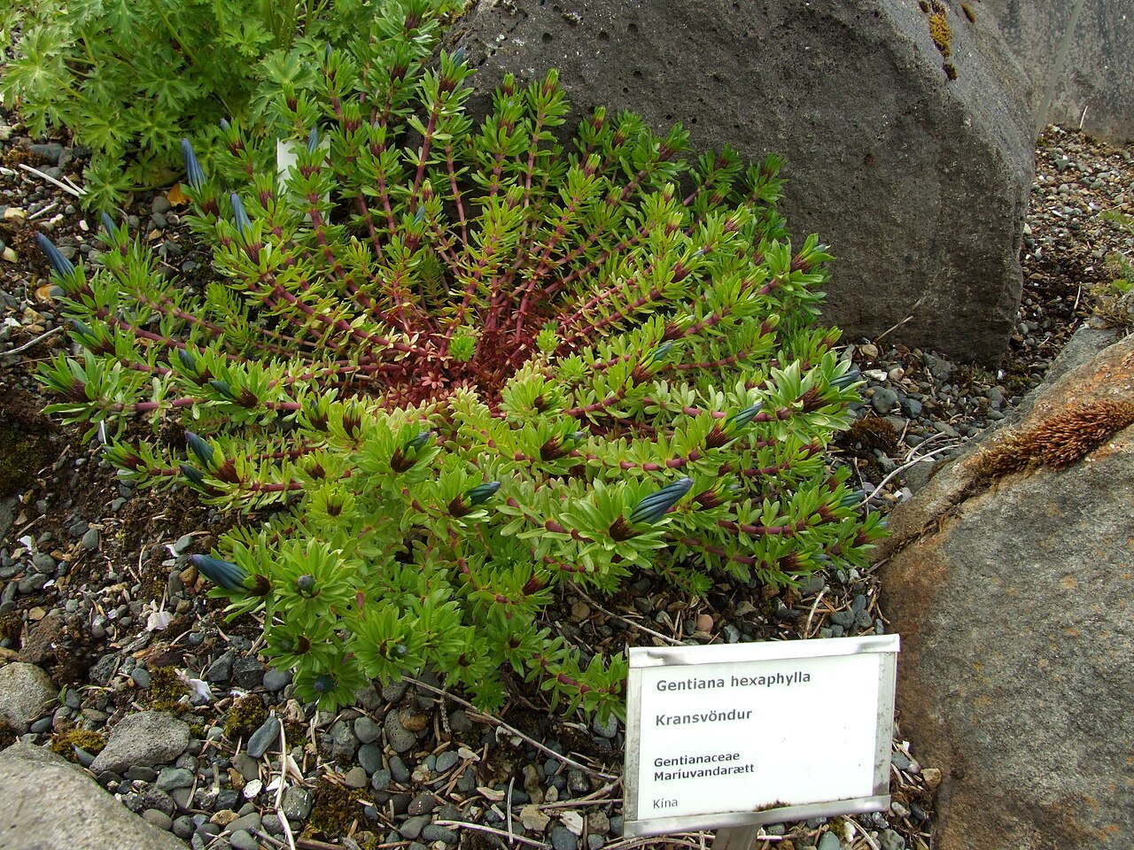 Gentiana hexaphylla: Gentiana hexaphylla