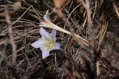 Gentiana hooperi (Gentiana hooperi)